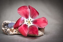 花,郁金香,紅色