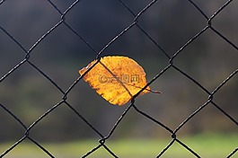 秋,秋天,葉