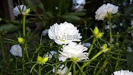 白,花,花花公司