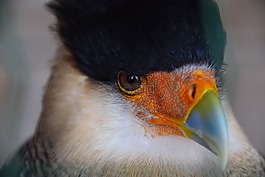 阿德勒,猛禽,鳥