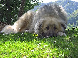高加索獅,狗,寵物