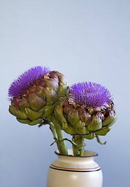 朝鮮薊,開花,花瓶