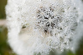 蒲公英,morgentau,露水