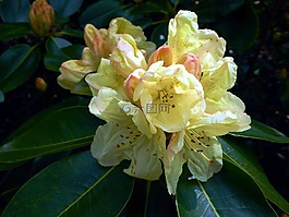 杜鵑花盛開,春天,黃色