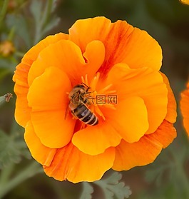 橙花,蜜蜂,花蜜