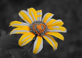 花卉,黃色,濺