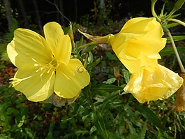 鮮花,黃色,性質(zhì)