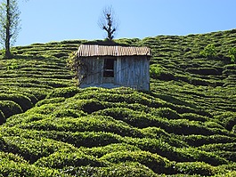 茶园,棚屋,rize