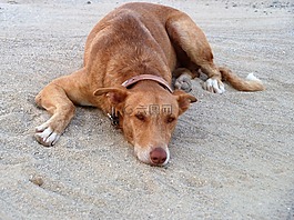 動物,狗,海灘