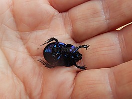 昆蟲(chóng),宏,黑色