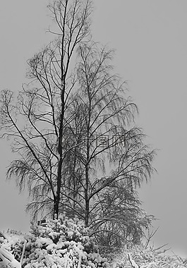 冬天,雪,樹