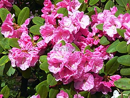杜鹃花盛开,春天,粉红色
