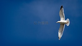 海鷗,天空,藍(lán)色
