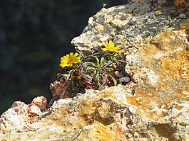 鲜花,岩质边坡,黄色