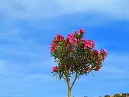 夹竹桃,红色,bäumchen