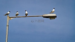 闲话,鸥,海鸥
