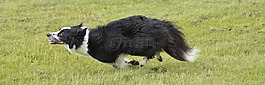 牧羊犬,狗,運(yùn)行