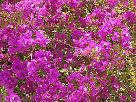 葉子花,鮮花,花的海洋