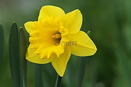 喇叭水仙,花,黄色