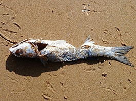 動(dòng)物,魚,海灘