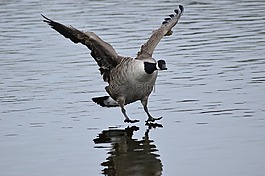 鳥,鵝,著陸