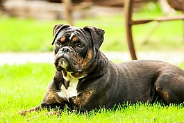 狗,斗牛犬,動(dòng)物