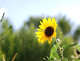 野生,向日葵,夏天