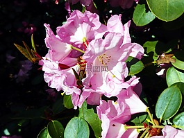 杜鹃花盛开,春天,粉红色