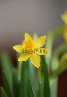 納西斯 ·,春天,黃色