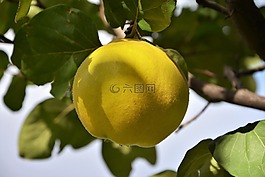 水果,木瓜,性質(zhì)