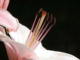 百合,花卉郵票,花