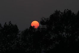 日落,紅色,樹