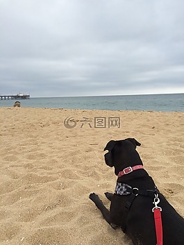 海灘,狗,寵物