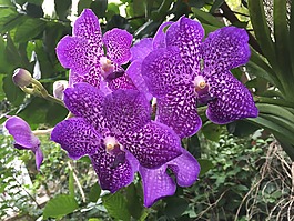 花,傳播,紫色