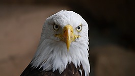 阿德勒,猛禽,鳥