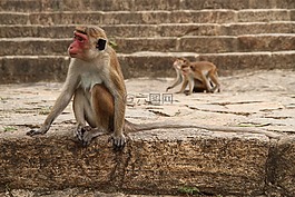 野生動(dòng)物,動(dòng)物,哺乳動(dòng)物