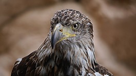 阿德勒,猛禽,鳥