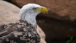 阿德勒,猛禽,鳥