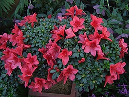 杜鵑花,鮮花,花
