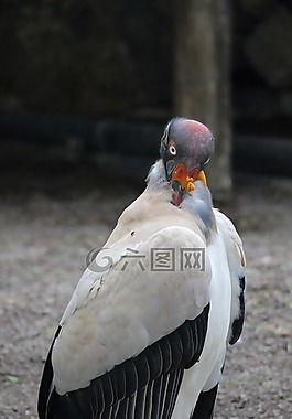 阿德勒,猛禽,鳥