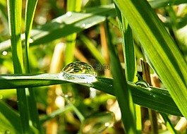 滴,草地,綠色