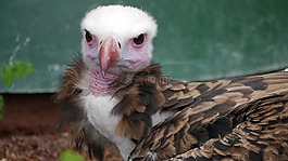 阿德勒,猛禽,鳥