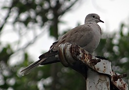歐亞領的鴿子,斑鳩 decaocto,領的鴿子