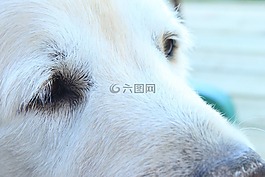 狗,寵物,金毛尋回犬