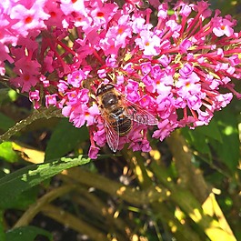 蜜蜂,性質(zhì),昆蟲