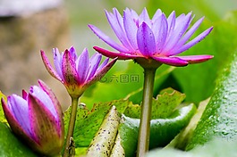 蓮花,自然,鮮花