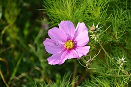紫色的小花,綠色的樹葉,花園