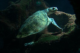海龜,龜,水族館