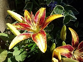 百合,亞洲的,花的