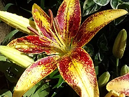 百合,亞洲的,花的